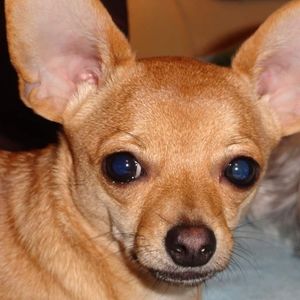 Meet your Posher, Carol